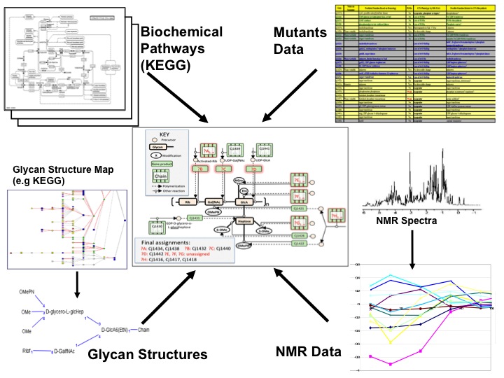 Campy_Systems_Biology