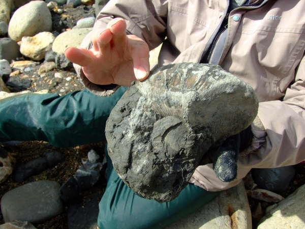 Closeup of Liparoceras on the beach