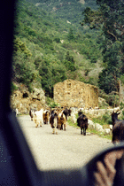 Goats on the road to Portu (2)