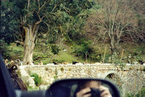 Goats on the road to Portu (3)