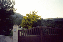 Tree with yellow flowers on the edge of Calvi on the way down from Capo di a Veta