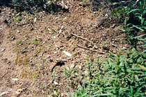 Lizard (skittle!) on the path to Plage de Tuara, nr Girolata