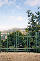 Lemons growing in Lavatoggio