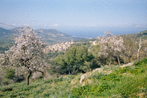 Fantastic blossoming tree on the road to San'Antonino