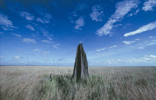 Termite-Mound-Nifold-Plains_500