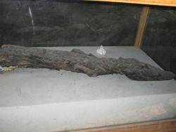 Mummified Crocodile, Kom Ombo
