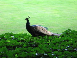 IMG_8932.JPG