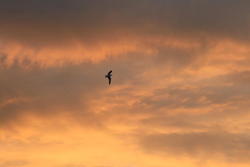 IMG_7982.JPG