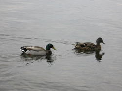 IMG_6966.JPG