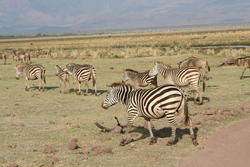 IMG_1729.JPG