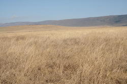 IMG_2528.JPG