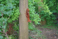 Red squirrel :-), Tiergarten