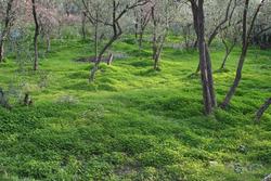 This green patch in the middle was very surprising