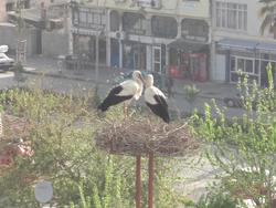 Storks outside our hotel room