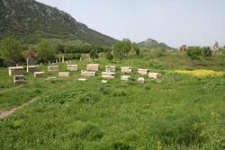 Sarcophagus