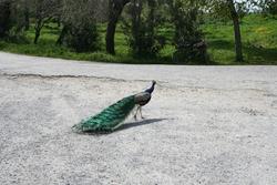 Graceful