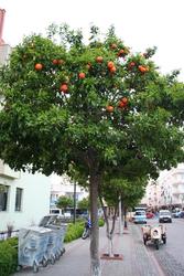 Fresh Oranges !!!