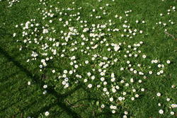 Just liked these flowers
