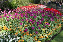 Lovely Tulips (my favourites), St. James's Park