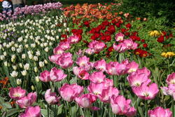 More Tulips, St. James's Park
