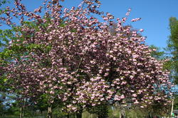 Cherry Blossom, Hyde Park