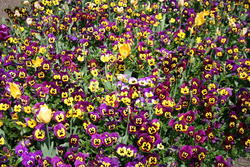 Pansies, Hyde Park