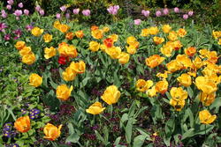 Yet more Tulips, Kensington Gardens