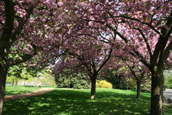Cherry Blossom canopy, Kensington Gardens