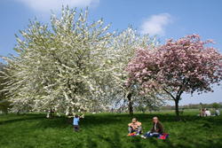 Cherry Blossom, Regent's Park