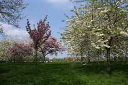 Cherry Blossom, Regent's Park