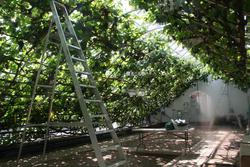 The Great Vine