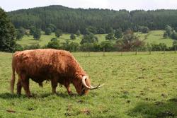Meet Hamish, the highland cow